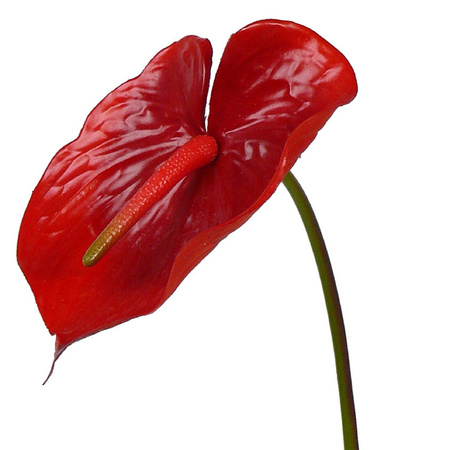Anthurium bloem rood / groen 78 cm